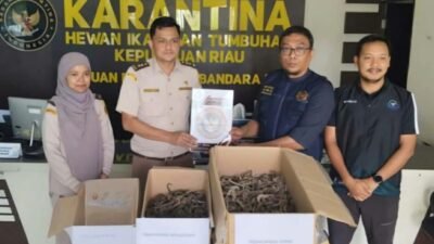 Ribuan Kuda Laut Kering Diamankan Karantina di Bandara RHF Pinang, Ini Modusnya