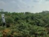 Tanjungpinang Siapkan 11 Hektare Lahan untuk Ditanami Cabai, Proyeksi Produksi 36 Ton