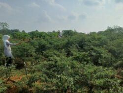 Tanjungpinang Siapkan 11 Hektare Lahan untuk Ditanami Cabai, Proyeksi Produksi 36 Ton