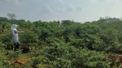 Tanjungpinang Siapkan 11 Hektare Lahan untuk Ditanami Cabai, Proyeksi Produksi 36 Ton